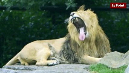 Chronobiologie mode d'emploi #1 : quel est votre chronotype ?