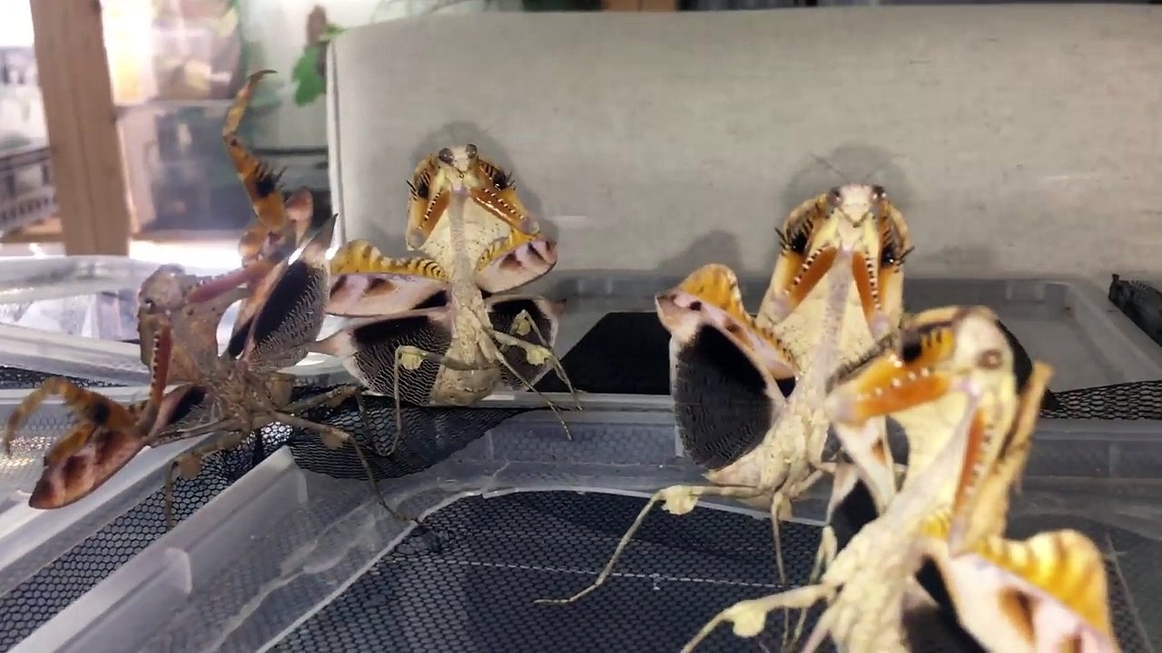 Angry Dead leaf Mantis Group