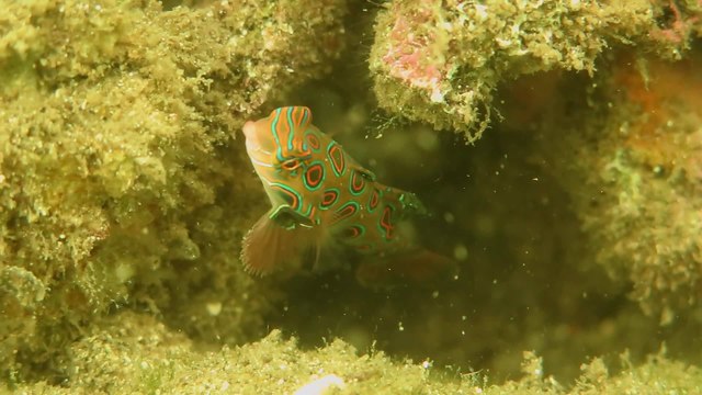 Dragonet Fish in Bali