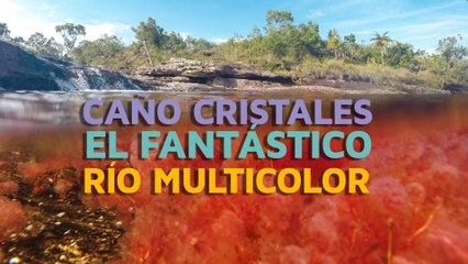 Caño Cristales, el fantástico río multicolor 