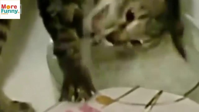 Videos chistosos de Gatos para morirse de risa