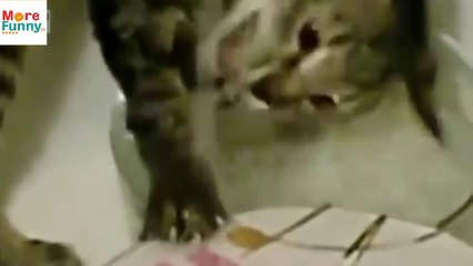 Videos chistosos de Gatos para morirse de risa