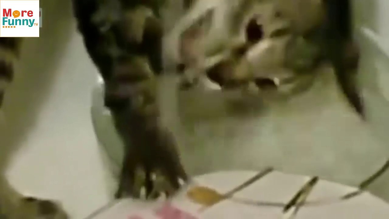 Videos chistosos de Gatos para morirse de risa