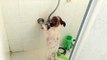 Un chien qui prend sa douche tout seul !