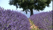 stock-footage-lavender-rows-with-tree