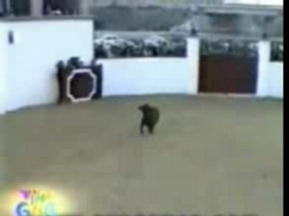 Bull Attack