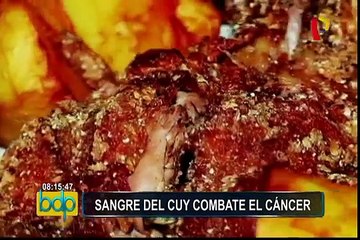 Sangre del cuy puede ayudar a combatir el cáncer