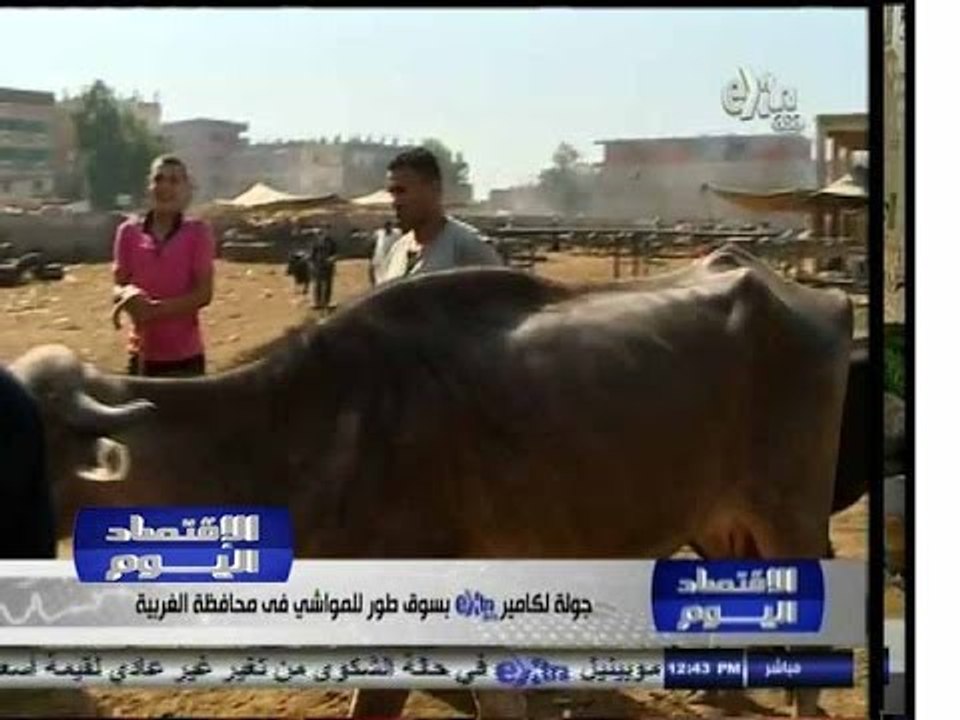 #-الاقتصاد_اليوم  | جولة بسوق طور للمواشي بمحافظة الغربية