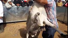 أكباش مدينة البروج - الصردي الأصيل