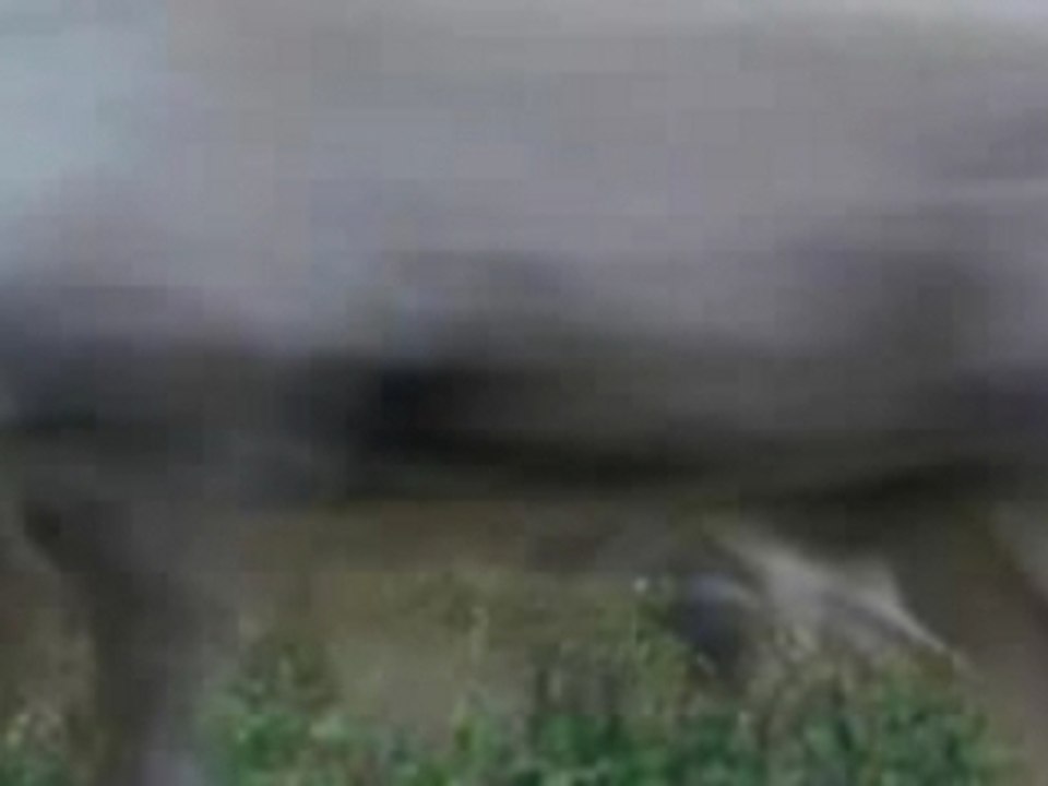 Un jour sur terre (Earth) Teaser