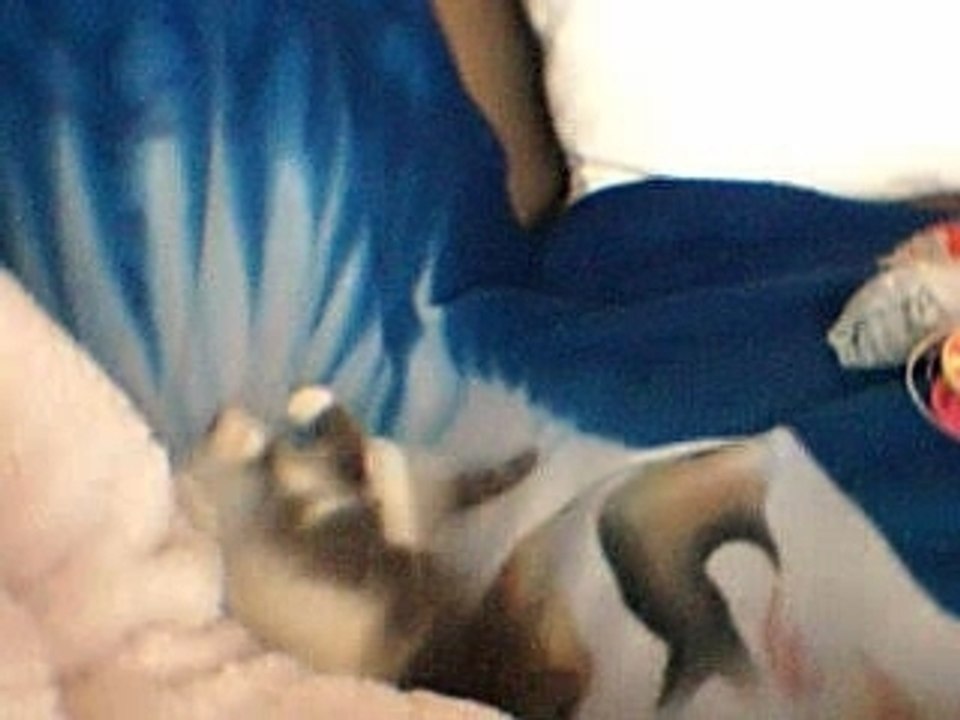 my cat 2