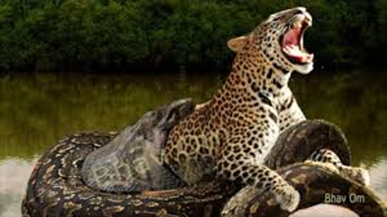 anaconda vs tiger