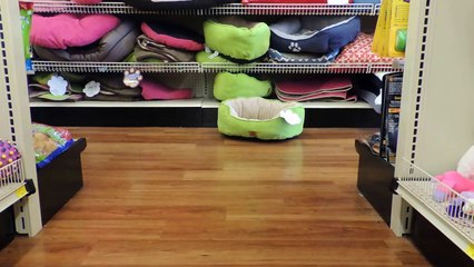 UFO strikes Pet Supermarket