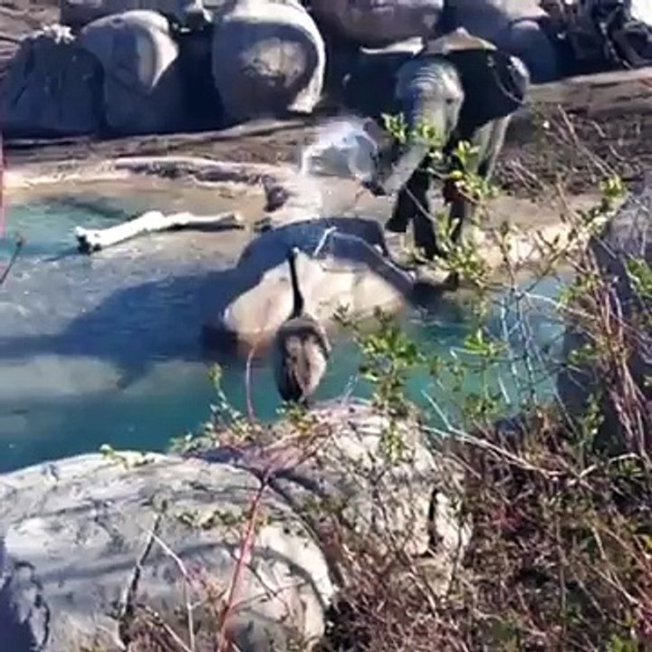 Elephant vs Goose