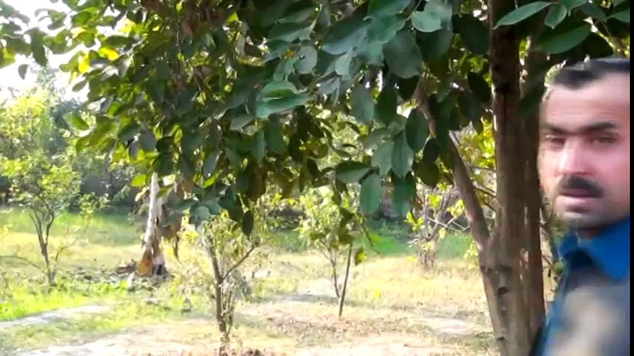 Pashto New Songs 2017 Album Niaz Bin Zama Janan - Janana Janana