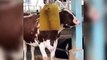 Cow farm & cow  death in farm ( animals videos)