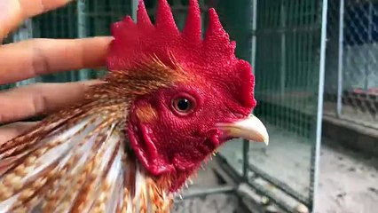 Top 5 gà đá tiền tạo nên thương hiệu cho trại tửng cò