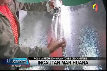 SJL: Policía requisó 40 plantones de marihuana