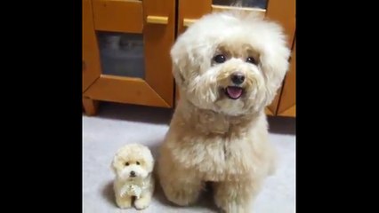 Hot girl pet dog so cute !!!