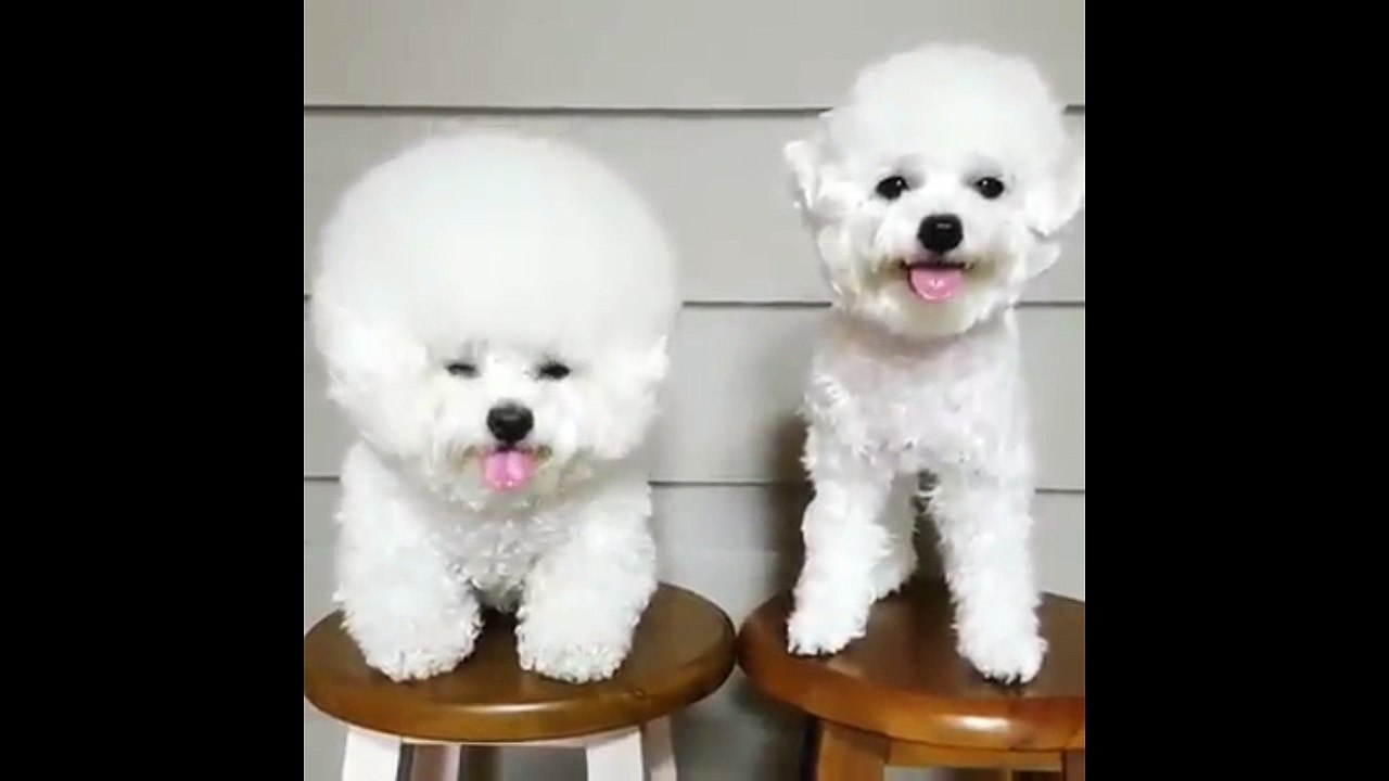 Poodle so funny cute !!!