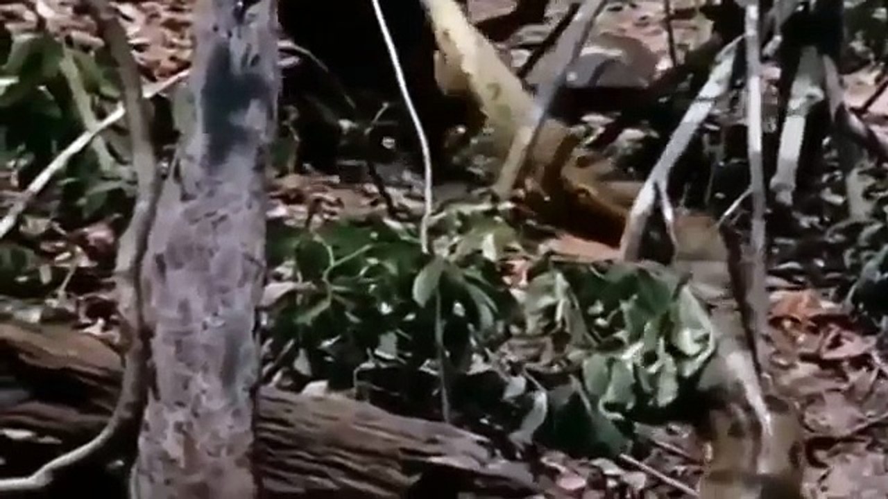 Best_Moments_Wild_Animal_Attacks_-_Craziest_Animal_Fights_Caught_On_Camera