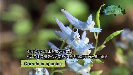 20170805 Wild Hokkaido!「有珠山」日本語字幕版