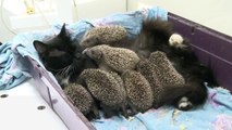 Une chatte allaite des bébés hérissons