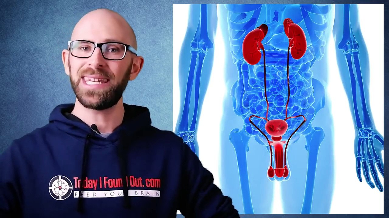 Why Does Getting Kicked in the Testicles Cause Pain in the Abdomen?