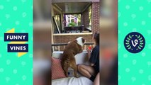 TRY NOT TO LAUGH or GRIN - Funny Animal Videos Fails Compilation August 2017 _ Funny Vines Videos-woUgrR-n8hw