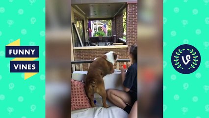 TRY NOT TO LAUGH or GRIN - Funny Animal Videos Fails Compilation August 2017 _ Funny Vines Videos-woUgrR-n8hw