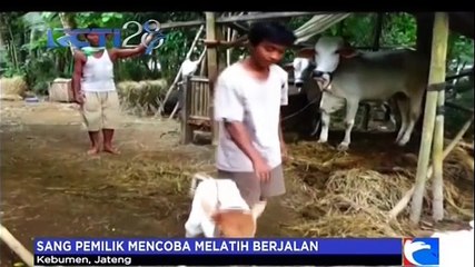 Anak Sapi Berkaki Dua?