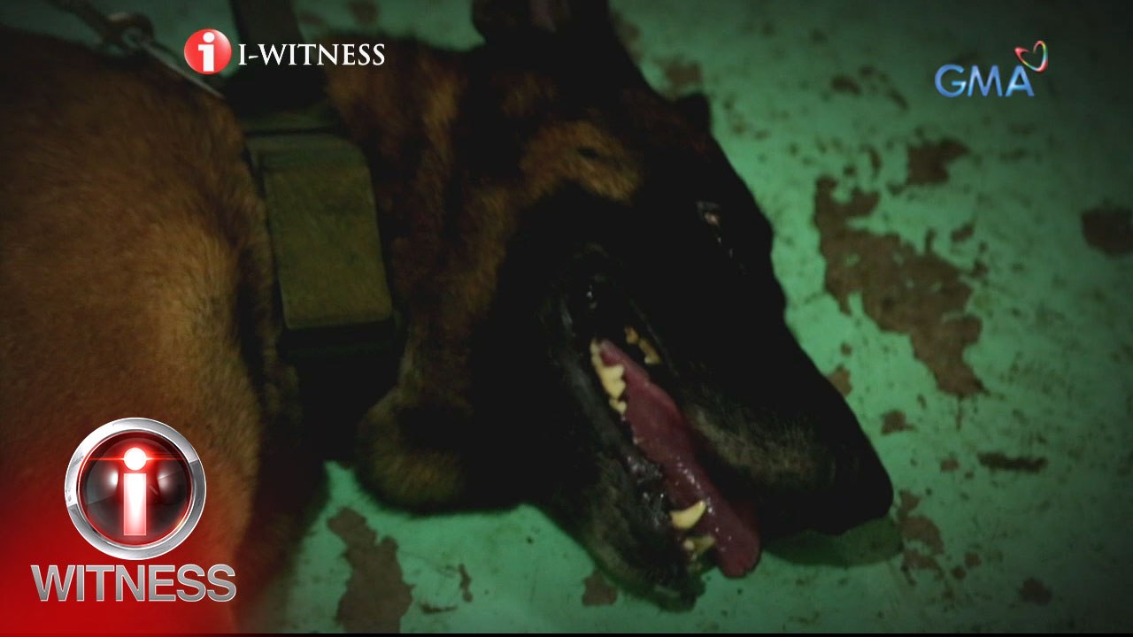 I-Witness: Sundalong aso