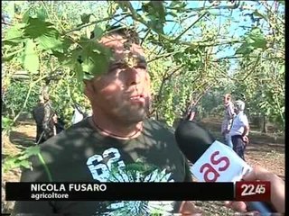 Tg 06.08.09 E' crisi anche in Puglia per la grandine inaspettata