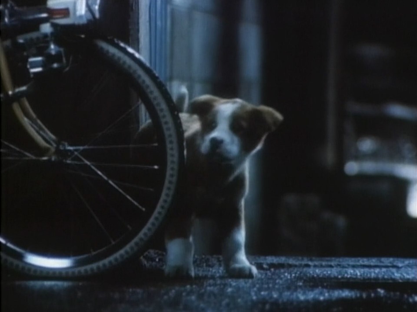 懐かcm サントリー トリス 雨と子犬篇 1981 動画 Dailymotion