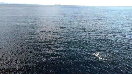 Dolphins off Campbell bay, Nicobar.