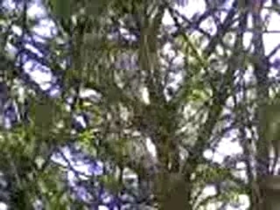 Kevin arbre