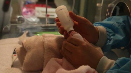La naissance du bébé panda du zoo de Beauval, comme si vous y étiez