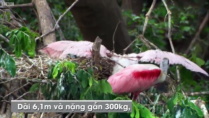 Top 10 "sát thủ" nguy hiểm chết người trong rừng Amazon