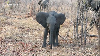 Cute baby elephant tries to intimidate safari group