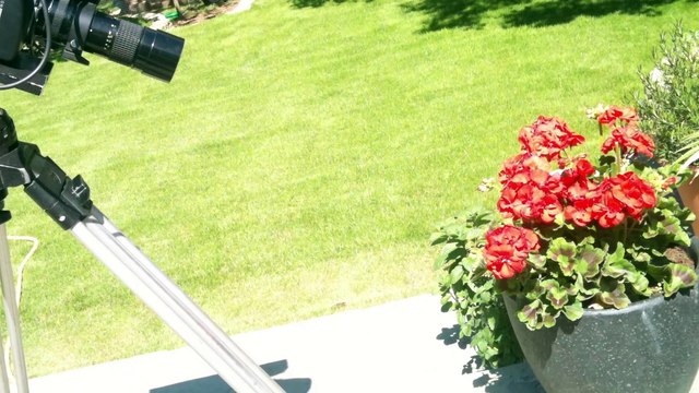 Fly Eats Fly in Slow Motion - The Slow Mo Guys