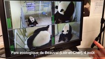 Naissance de deux bébés pandas en France, l'un d'eux est mort