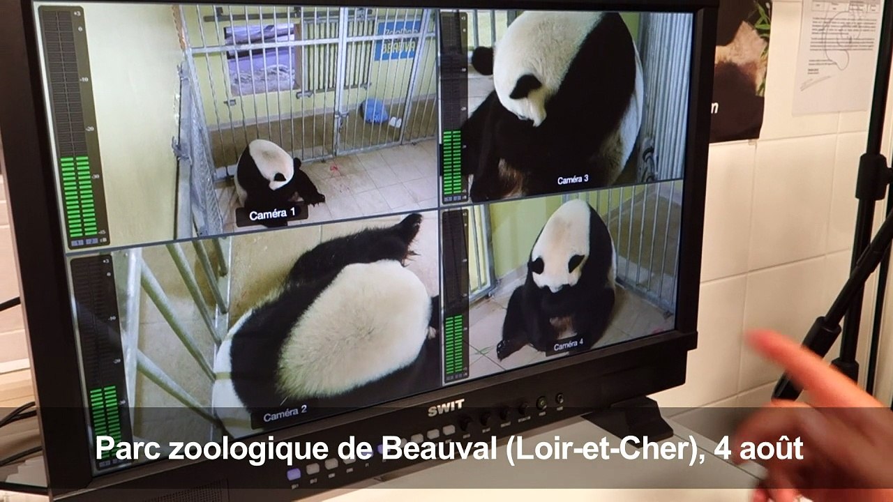 Naissance de deux bébés pandas en France, l'un...