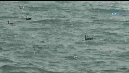 İstanbul'da Sıcak Hava ve Nem Bunalttı