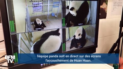 Le zoo de Beauval accueille un bébé panda