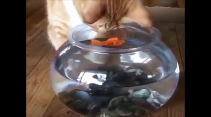 CUTE & AWESOME CATS 5