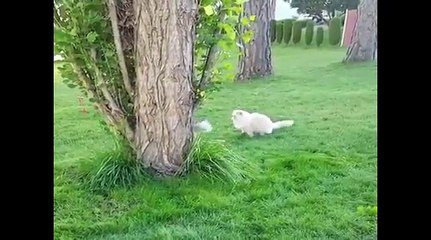 CUTE & AWESOME CATS  8