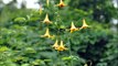 . Lilium canadense, commonly called either the Canada lily, wild yellow-lily,   at HH Farm