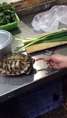 Les piments rouges sont piquants pour tous, y compris les tortues