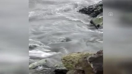 Ölü Yunus Karaya Vurdu