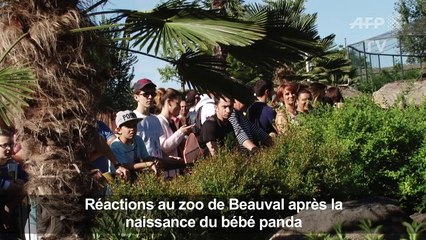 Réactions au zoo de Beauval après la naissance du bébé panda